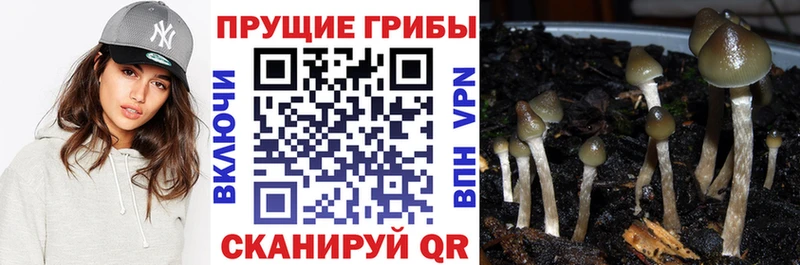 Купить  Лосино-Петровский  Псилоцибиновые грибы Psilocybe 